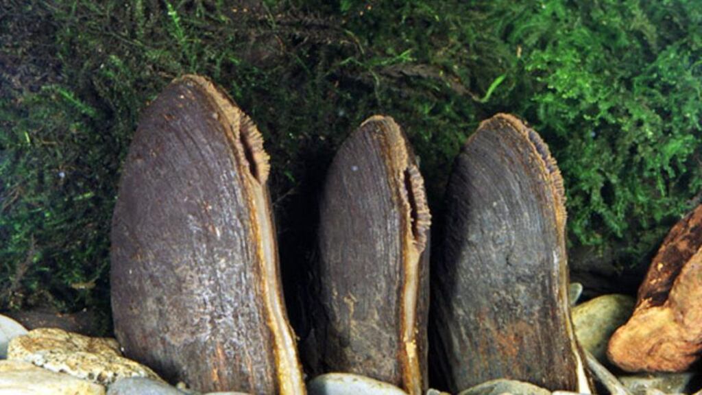 Freshwater pearl mussels can live up to 130 years