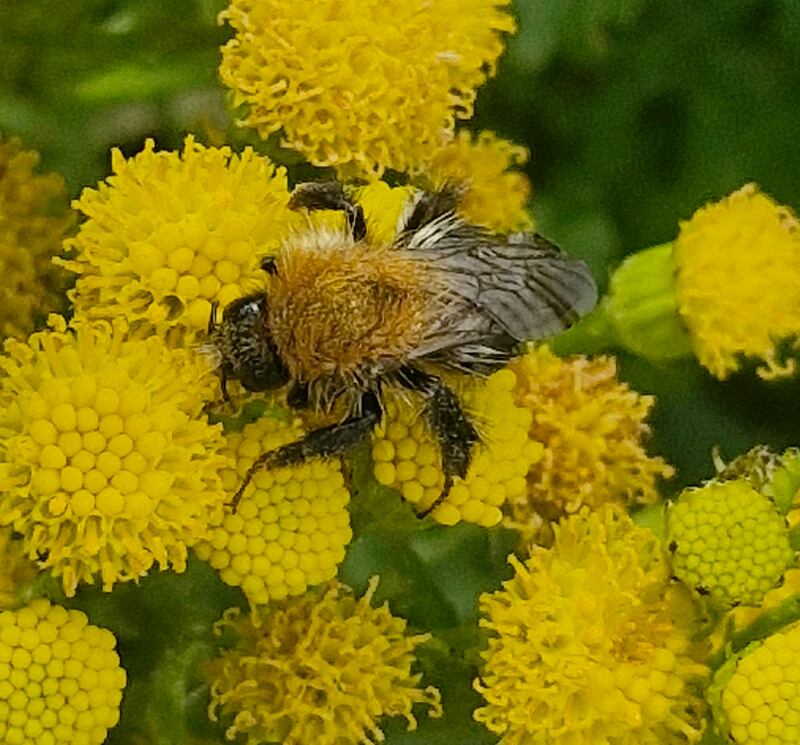 A carder bumblebee. Photograph supplied by Catherine Coakley