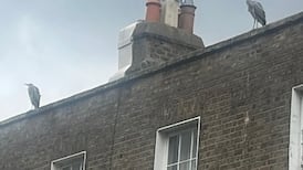 Old Men of the Canal – Frank McNally on the herons of Percy Place