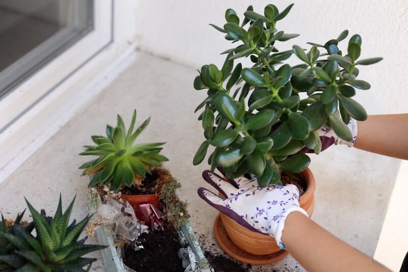 Jade plant (right)