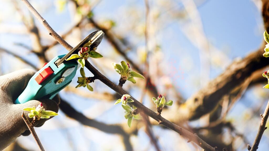 No matter what else happens in the world, or in my life or in the tragedy of the pandemic I believe my magnolia tree will grow new shoots again in spring time. Photograph: iStock