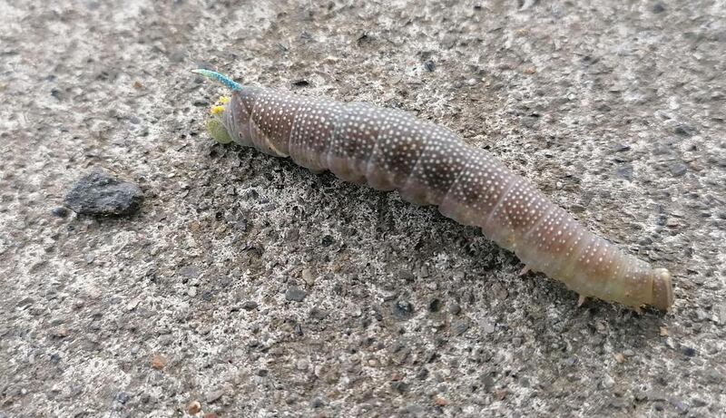 A lime hawkmoth caterpillar. Photograph supplied by Malcolm McGreer