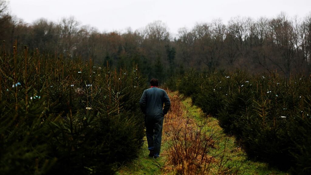 Christmas tree growers say thefts this year are down. Photograph: AFP