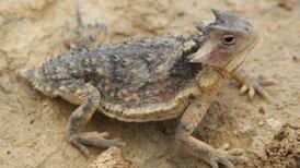 As if there weren’t enough lizards in the world...