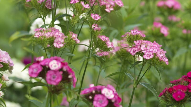 Hardy biennials like Sweet William can be sown at this time of year. Photograph: Richard Johnston