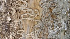 A fifth of all plants could be facing extinction