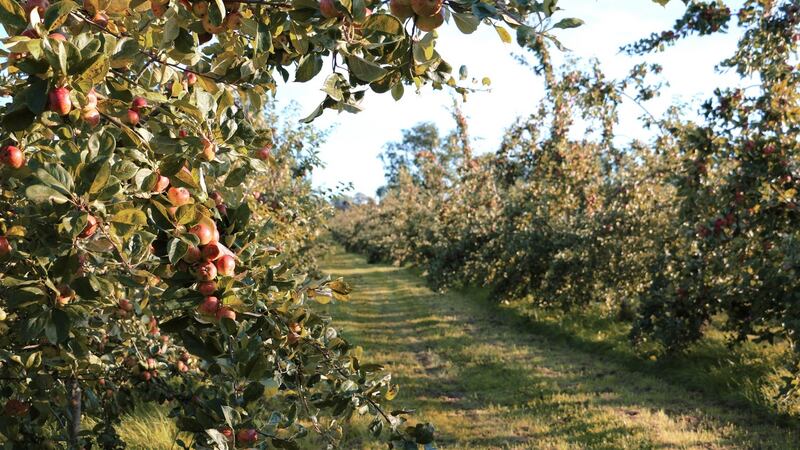 Rod and Julie Calder-Potts planted their first apple trees in 1969.