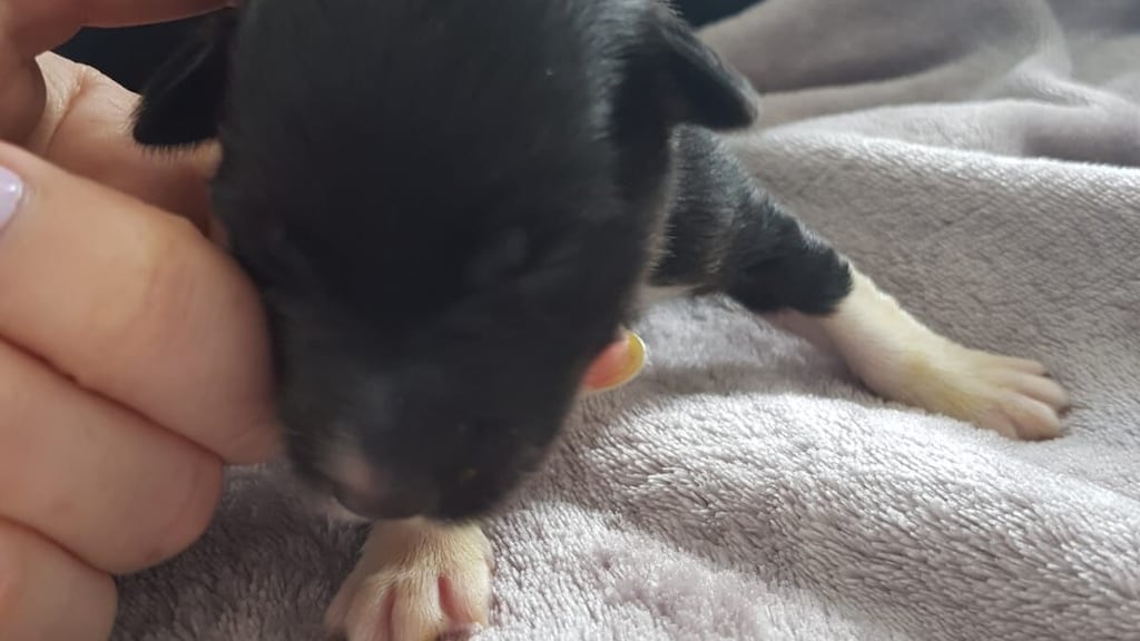 One of the six newborn puppies found abandoned on a roadside near Granard in Co Longford. Photograph: ISPCA.