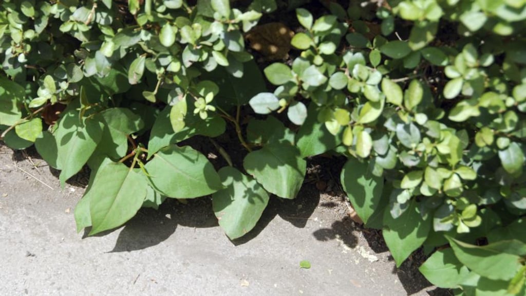 The lime-green leaves of the knotweed plant: eradication of this invasive species can be challenging and expensive. Photograph: Thinkstock