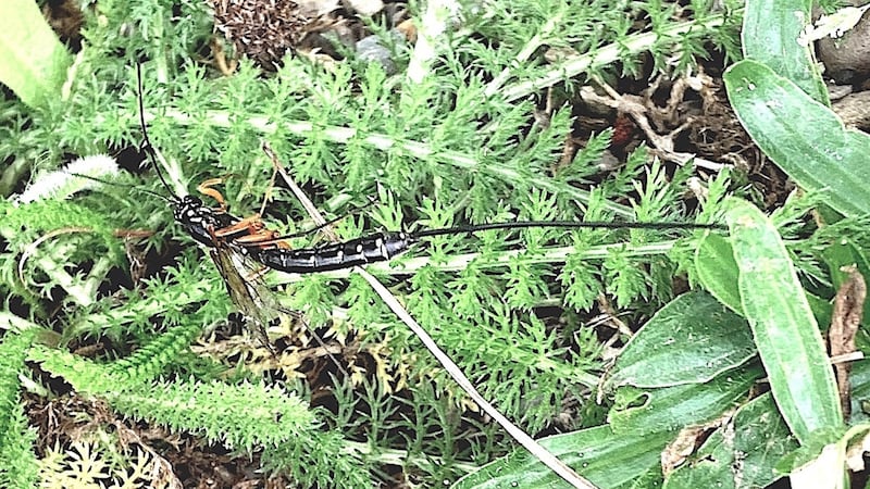 iIchneumon wasp, the sabre wasp