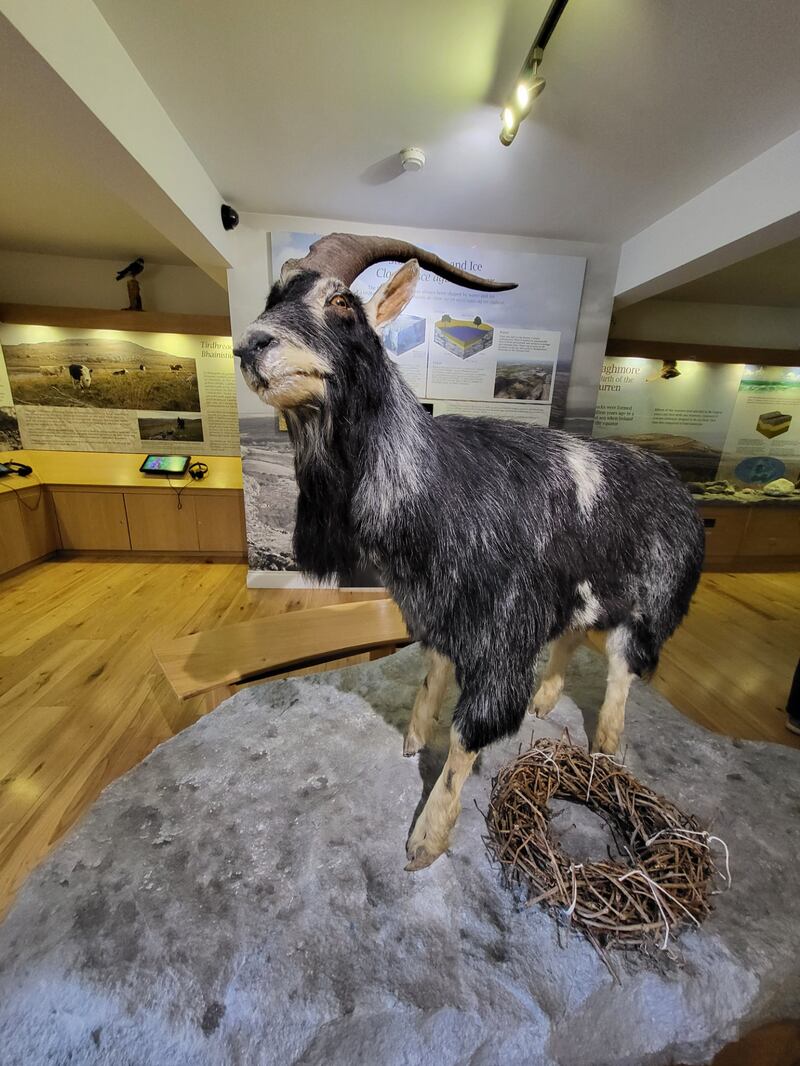 A feral goat on display at the Burren National Park in Kilfenora, Co Clare