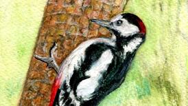 Another Life: Waiting for the woodpeckers