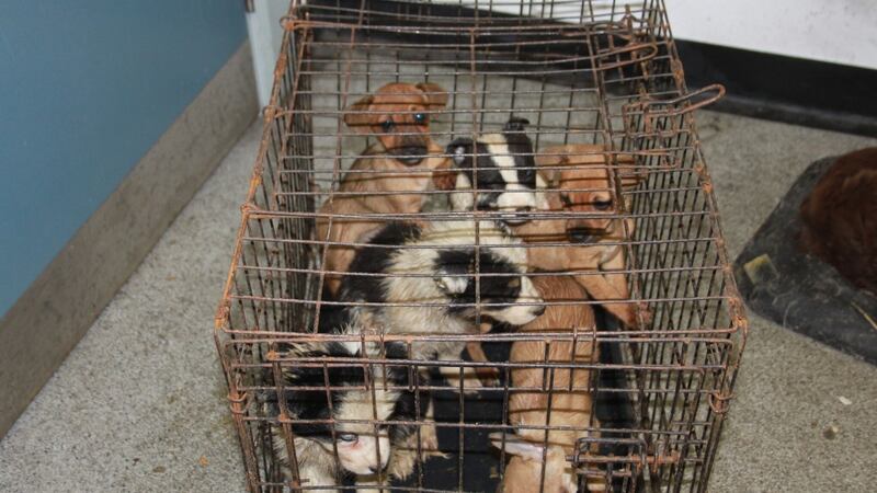 Some of the dogs found in a van in Cairnryan.