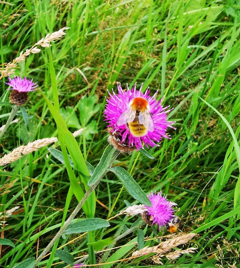 A bee feeding on nectar among wild grasses and flowers at the grounds of Aras and Uachtaráin. Photograph: Jane Stout