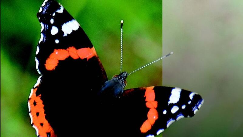 Red Admiral from the illustrated guide to the flora and fauna of Portmarnock Golf Club