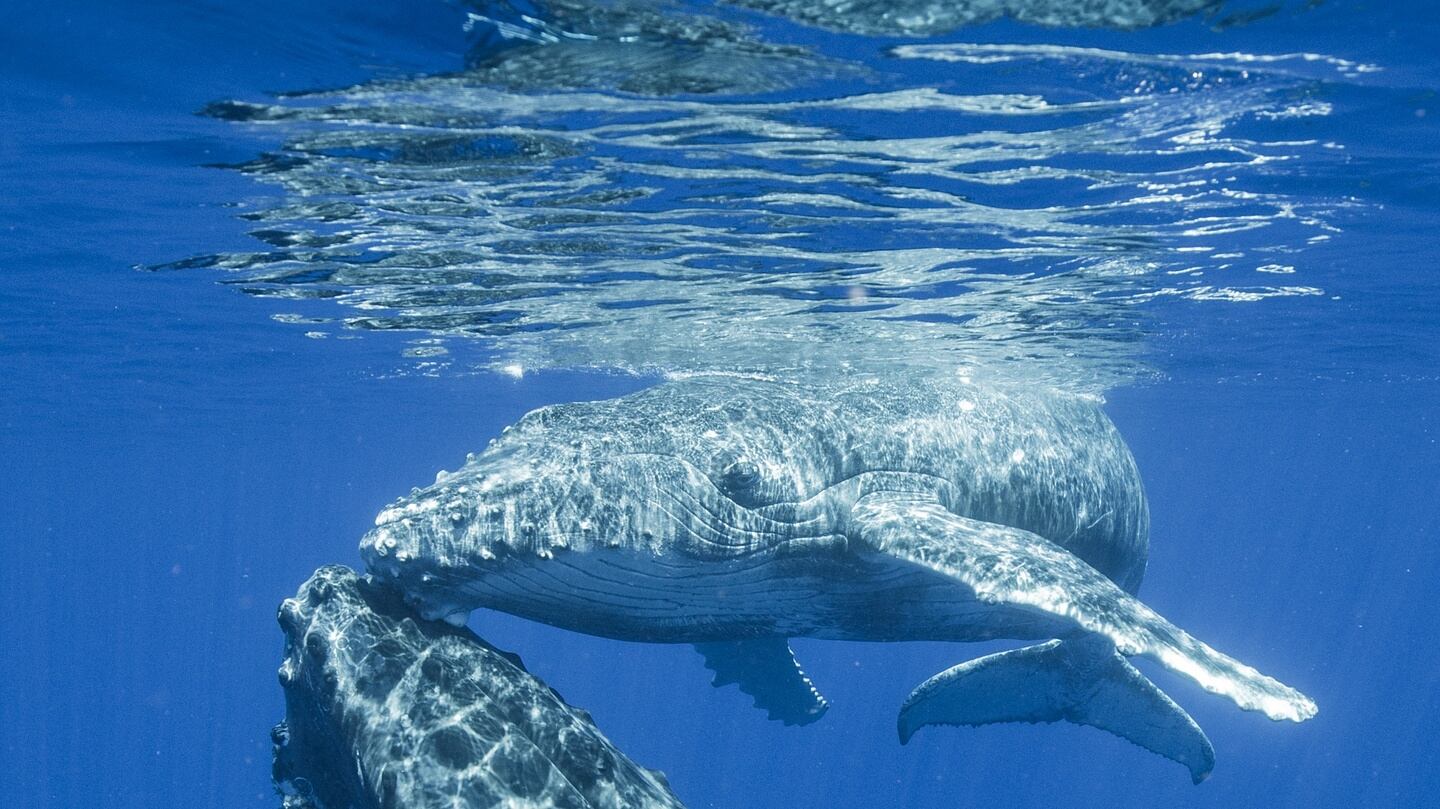 “The most tranquil and beautiful moments are when the mother settles and relaxes below the surface, while her calf comes up to the surface for air. Photograph: William Susanto
