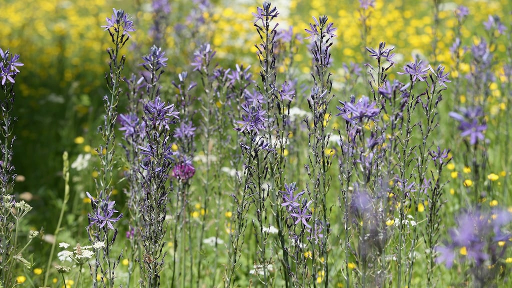 The meadows at Highgrove House  in Tetbury, England. Photograph:  Chris Jackson/Getty Images