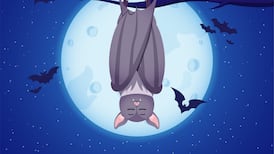 Why the bat flies at night