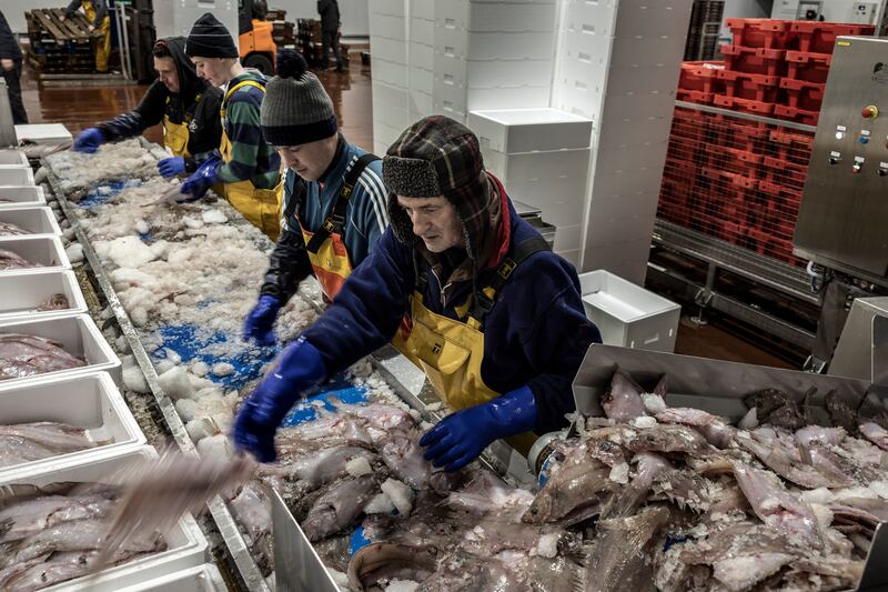 Packing fish in Greencastle, Co Donegal. Photograph: Finbarr O'Reilly/New York Times