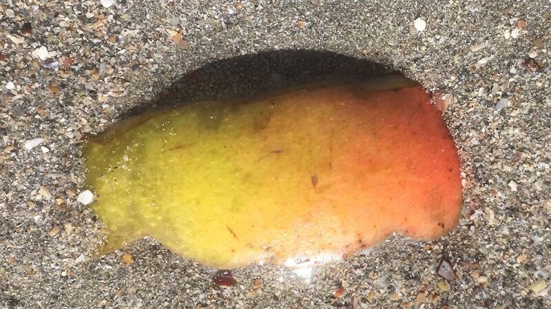 Sealemon, a sea slug that is common around our shores
