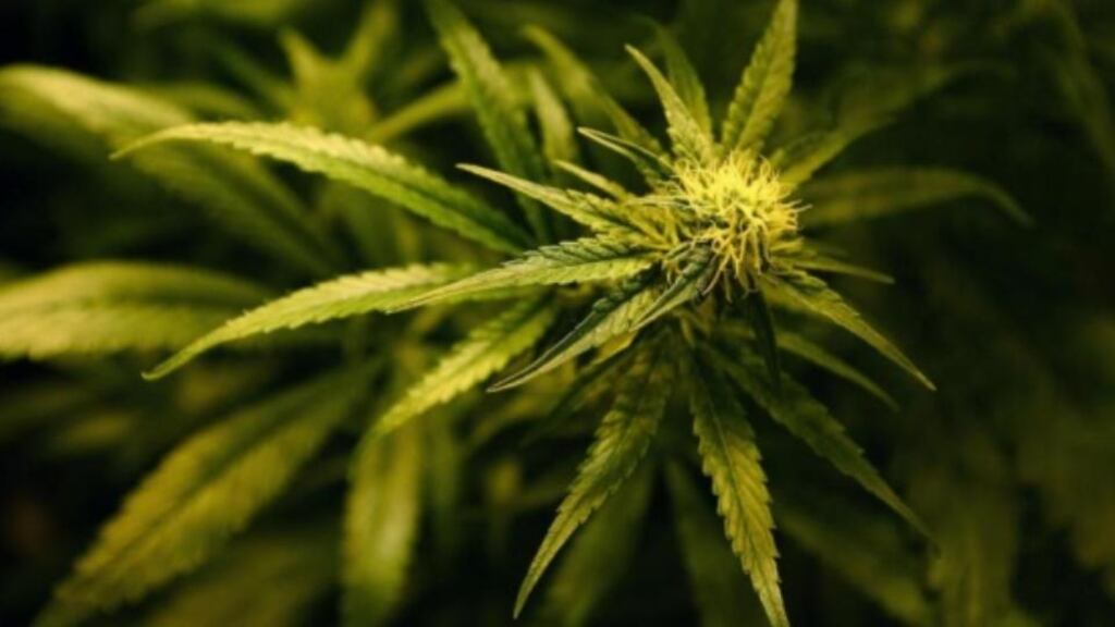 Gardaí have arrested two men following the discovery of a cannabis grow house and a number of stolen cars at a business premises.