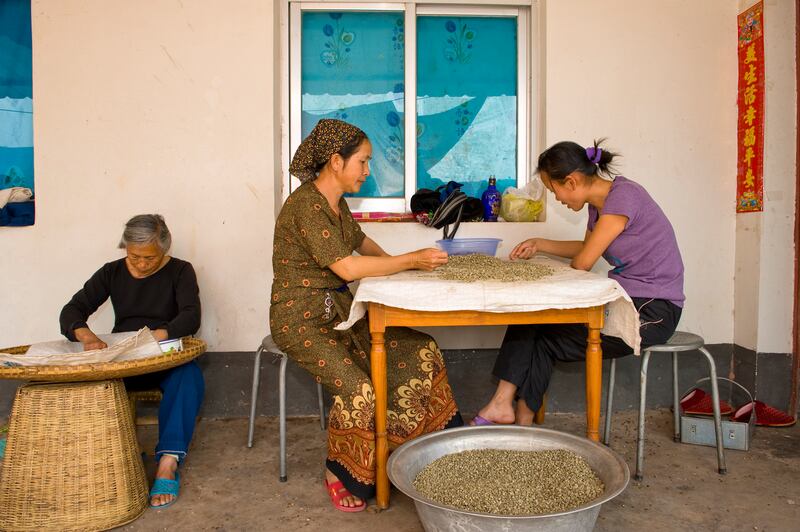 Women picking coffee beans to sort them in different classes in Puer, Yunnan Province, China. Photograph: iStock