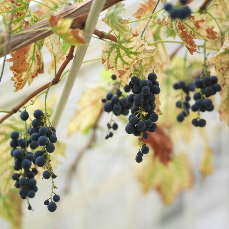 Pruning time: black Hamburg grapes ripening in the Richard Turner-designed peach-house in the gardens of Áras an Uachtaráin. Photograph: Richard Johnston