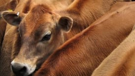 Hundreds of veterinary inspector positions for Brexit being filled at ‘a trickle’