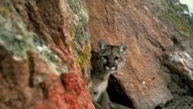 Mother saves son from mauling by mountain lion in US