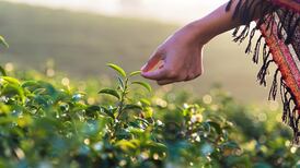How did tea, chocolate, sugar and coffee end up on Irish tables?