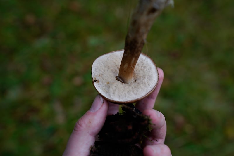 Mushroom hunting is not something that can be carried out briskly. Photograph: Bryony Dunne