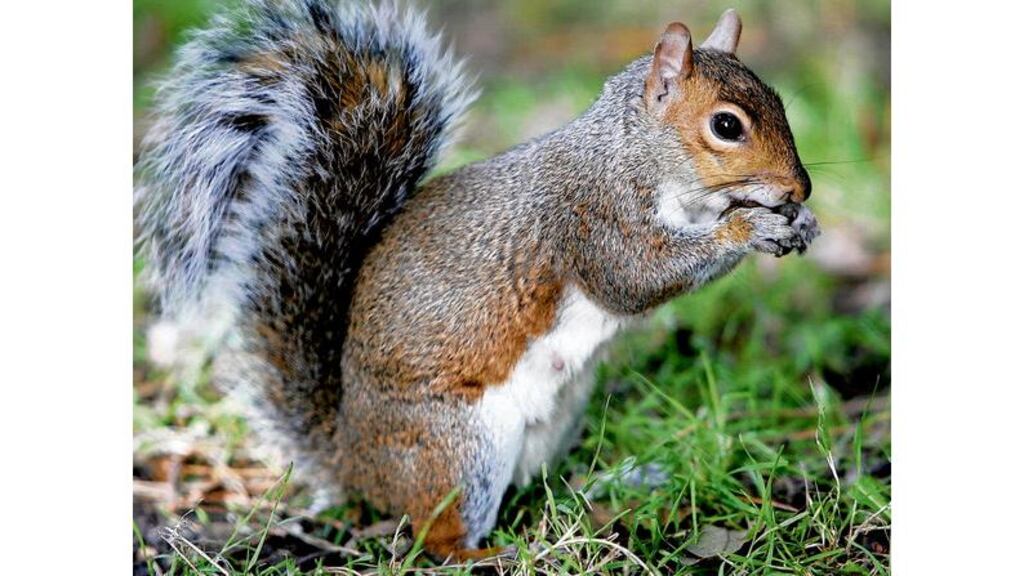 The grey squirrel, native to North America and introduced to Ireland in 1911, is blamed for the catastrophic decline in numbers of the native red squirrel.