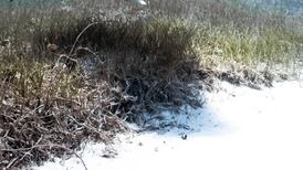 TCD scientists use tiger sharks to help discover world’s largest seagrass ecosystem