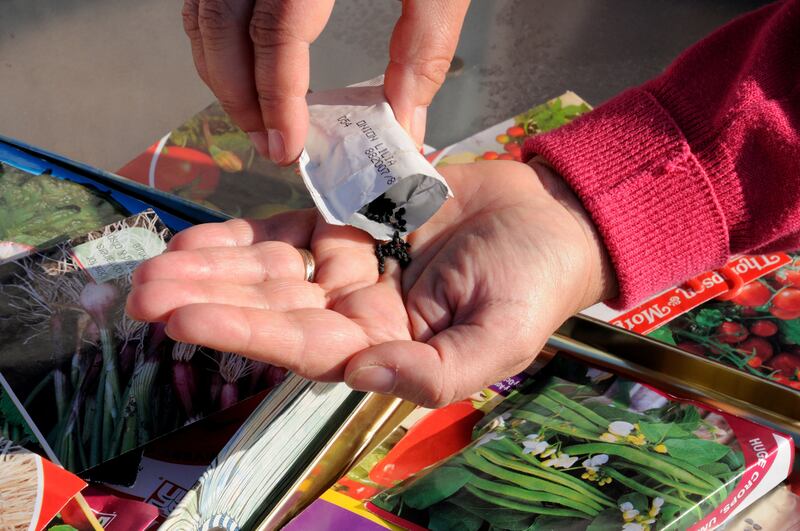 Seeds sown this way need a really good quality growing medium to sustain and anchor them. Photograph: Alamy/PA