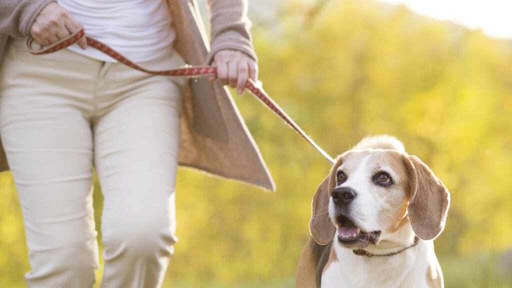 Walking with a companion – whether human or canine – can keep you motivated. Photograph: Thinkstock