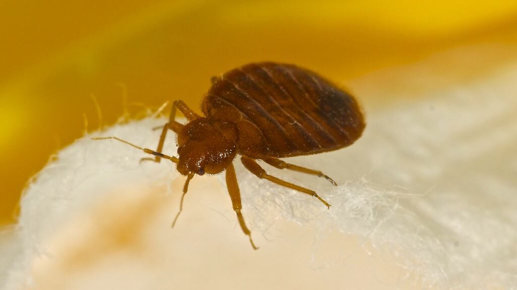 Infestation of bedbugs caused family to suffer bites on their faces and bodies. Photograph: iStock