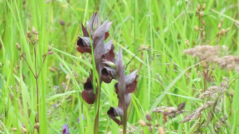 Exceptional sights: a heart-flowered serapia orchid at Plaiaundi Ecological Park. Photograph: Paddy Woodworth