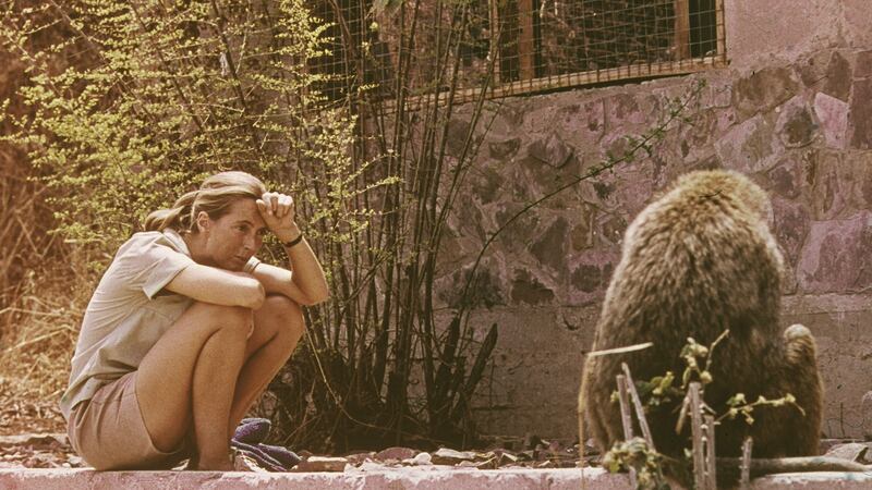 British ethologist Jane Goodall sits outdoors and studies an African baboon, 1974. Photograph: Fotos International/Getty Images