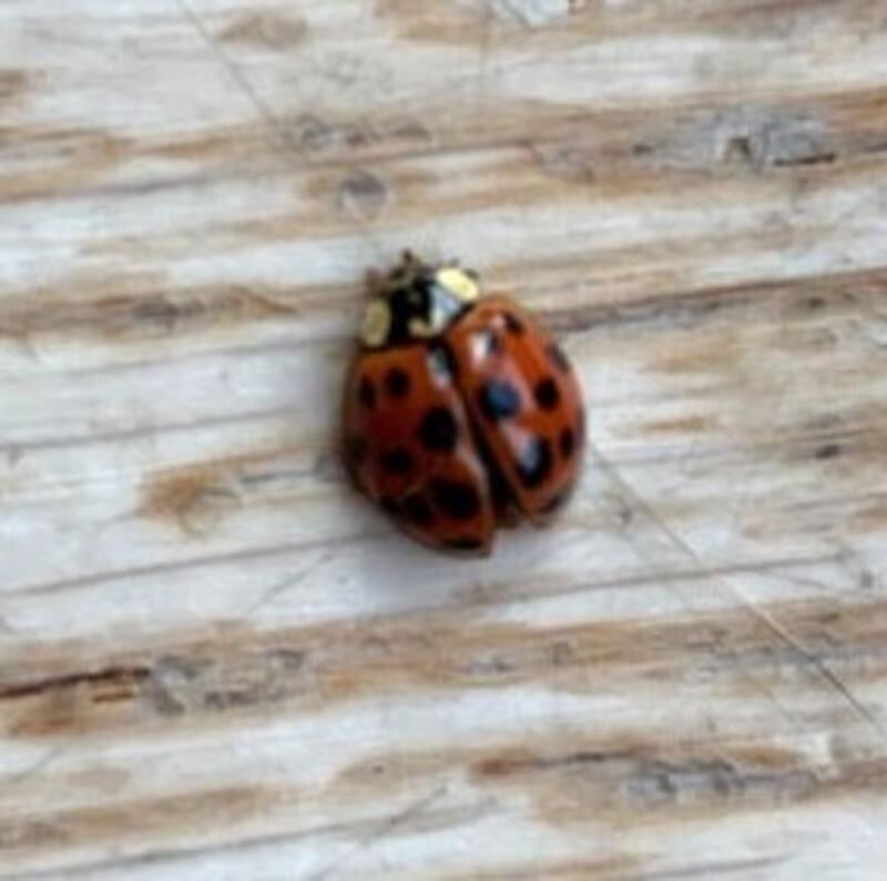 Harlequin ladybird. Photograph supplied by Penny