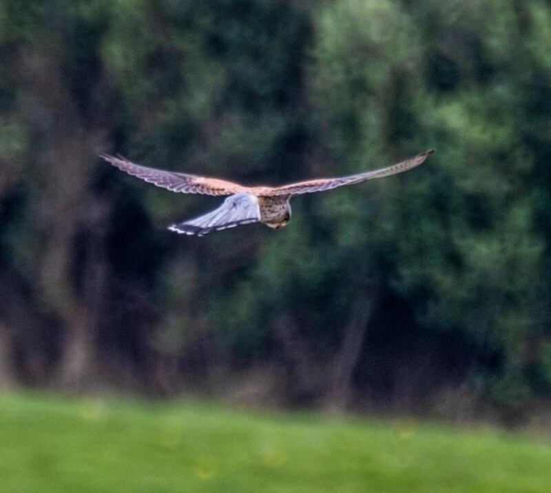 Kestral. Photograph supplied by John Glynn