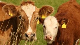 Not so hard cheese for Ireland as China approves dairy exports