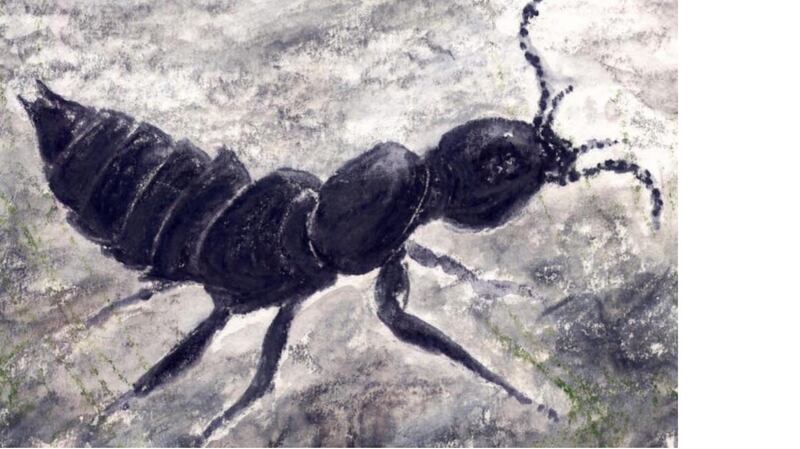 Rove beetle. Illustration Michael Viney