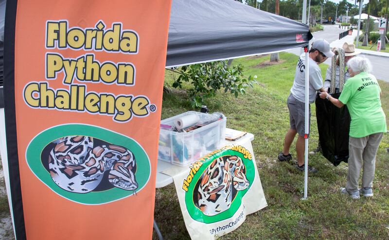 Florida Fish and Wildlife Conservation Commission staff and volunteers package a euthanised python during the Florida Python Challenge 2022 contest in Fort Lauderdale, Florida, Photograph: Cristobal Herrera-Ulashkevich/EPA