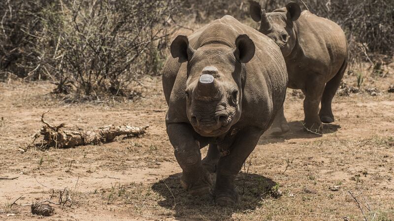 A pair of rare black rhinos, one with its horns removed as an anti-poaching measure,   on a ranch   in South Africa: In the first eight months of this year, poachers had killed 749 rhinos in South Africa, up from 716 over the same period in 2014. Photographer: Waldo Swiegers/Bloomberg