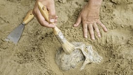 Gardaí and experts attempt to solve mystery of skull found in Midleton