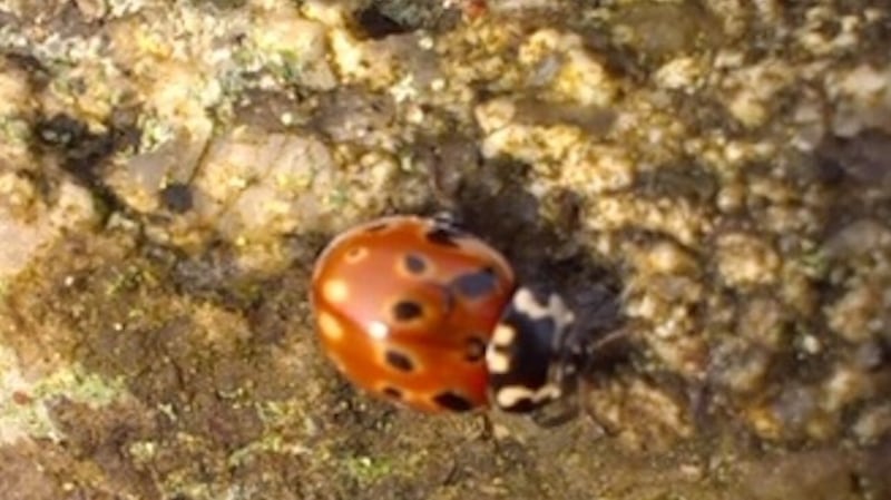 Ladybird