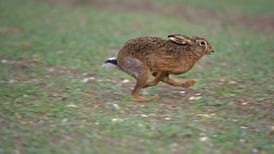 Coursing may not resume during Level 5 Covid-19 restrictions, judge rules