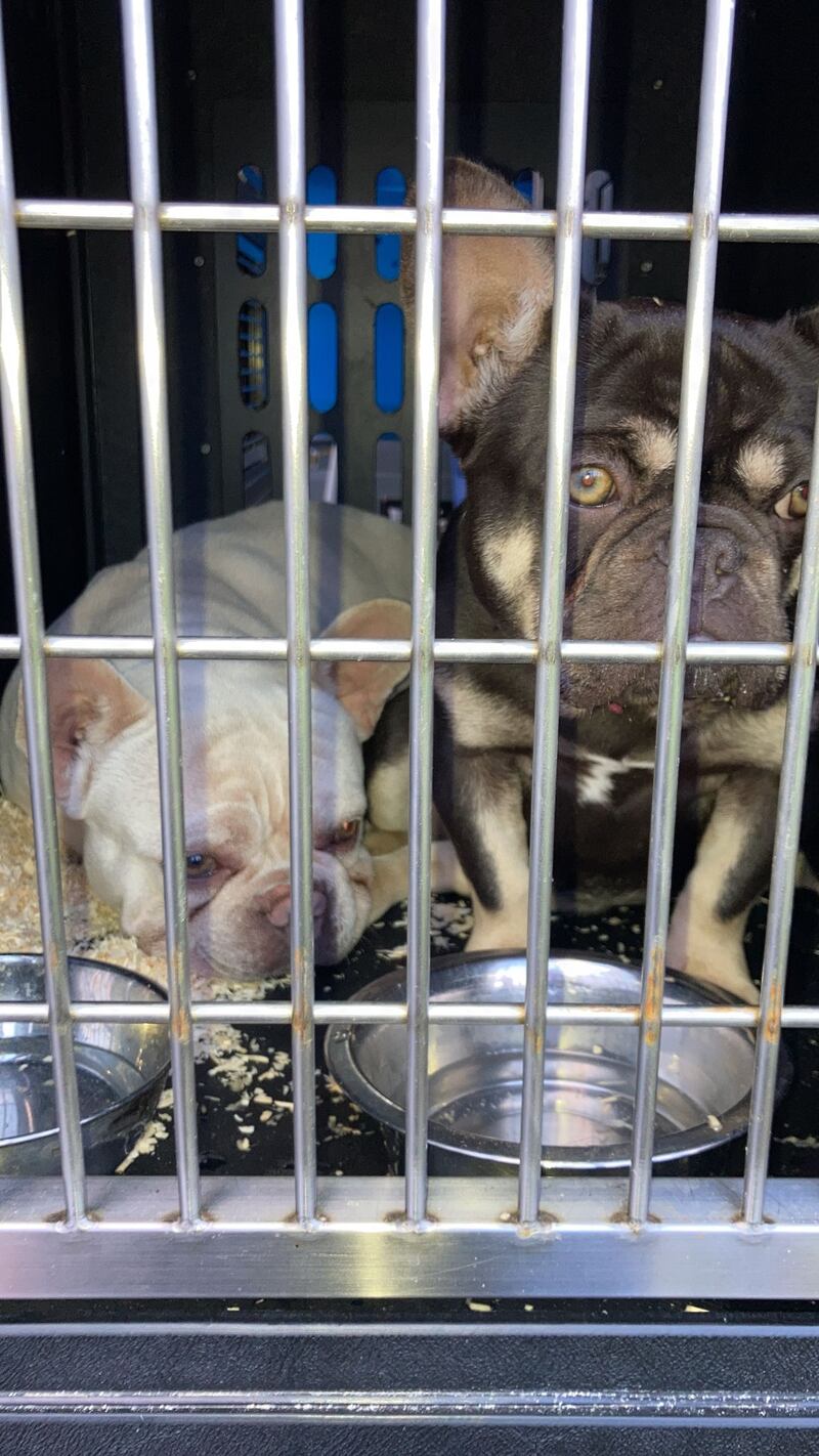 Puppies taken into care by the PSNI, which said: 'Smuggling is often conducted by sophisticated cross-border organised criminal groups.' Photograph: PSNI