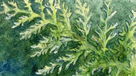 Michael Viney: As hedges and trees have grown, the acre is amassing quite a fernery