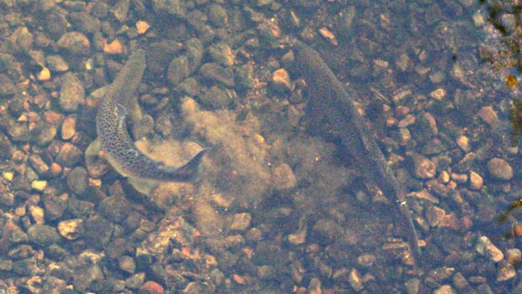 A pair of trout spawning on gravel that was put into the River Robe on the outskirts of Ballinrobe Town, Co Mayo, last year